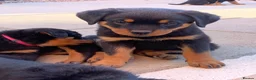 Rottweiler dogs for sale: AMAZING PEDIGREE REGISTERED ROTTWEILER PUPPIES - Advert 6