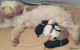 Cockapoo dogs for sale: F3 cockapoo  - Image 2