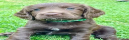 Sprocker dogs for sale: sprocker pups for sale - Advert 7
