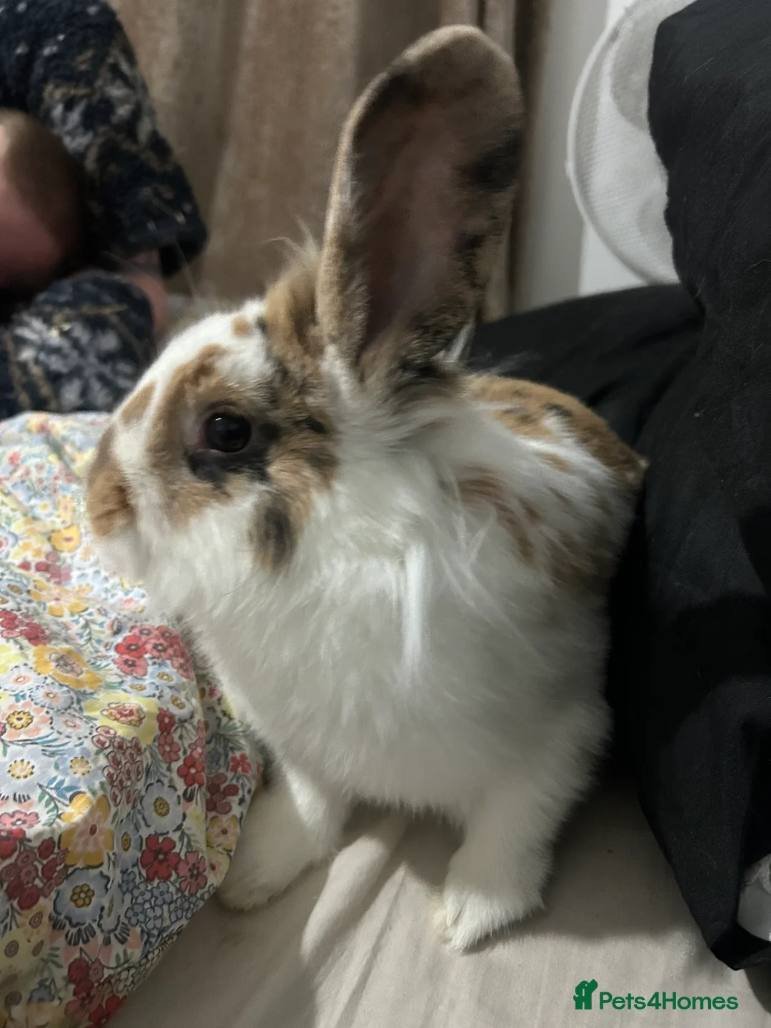 Mixed Breed rabbits for sale: 2 beautiful female rabbits - Advert 2