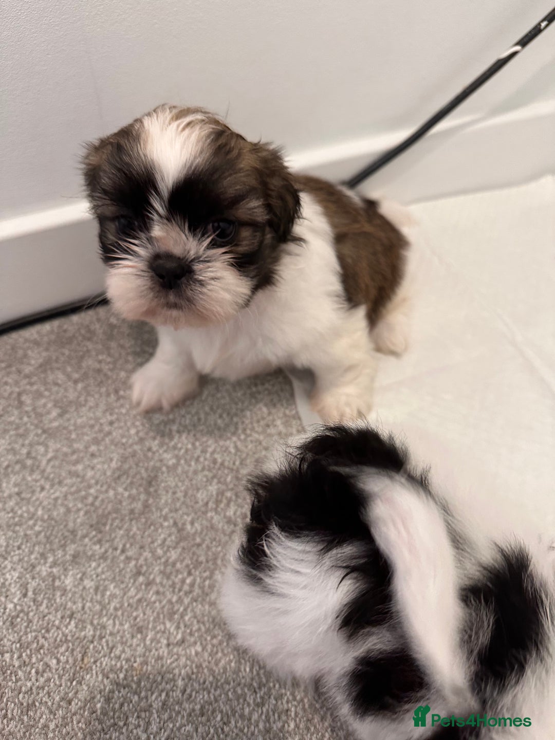 Shih Tzu dogs for sale: 5 gorgeous Shih Tzu puppies - Image 20