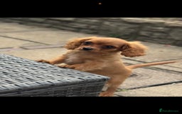 Cavapoochon dogs for sale: Cavapoochon boy  - Image 6