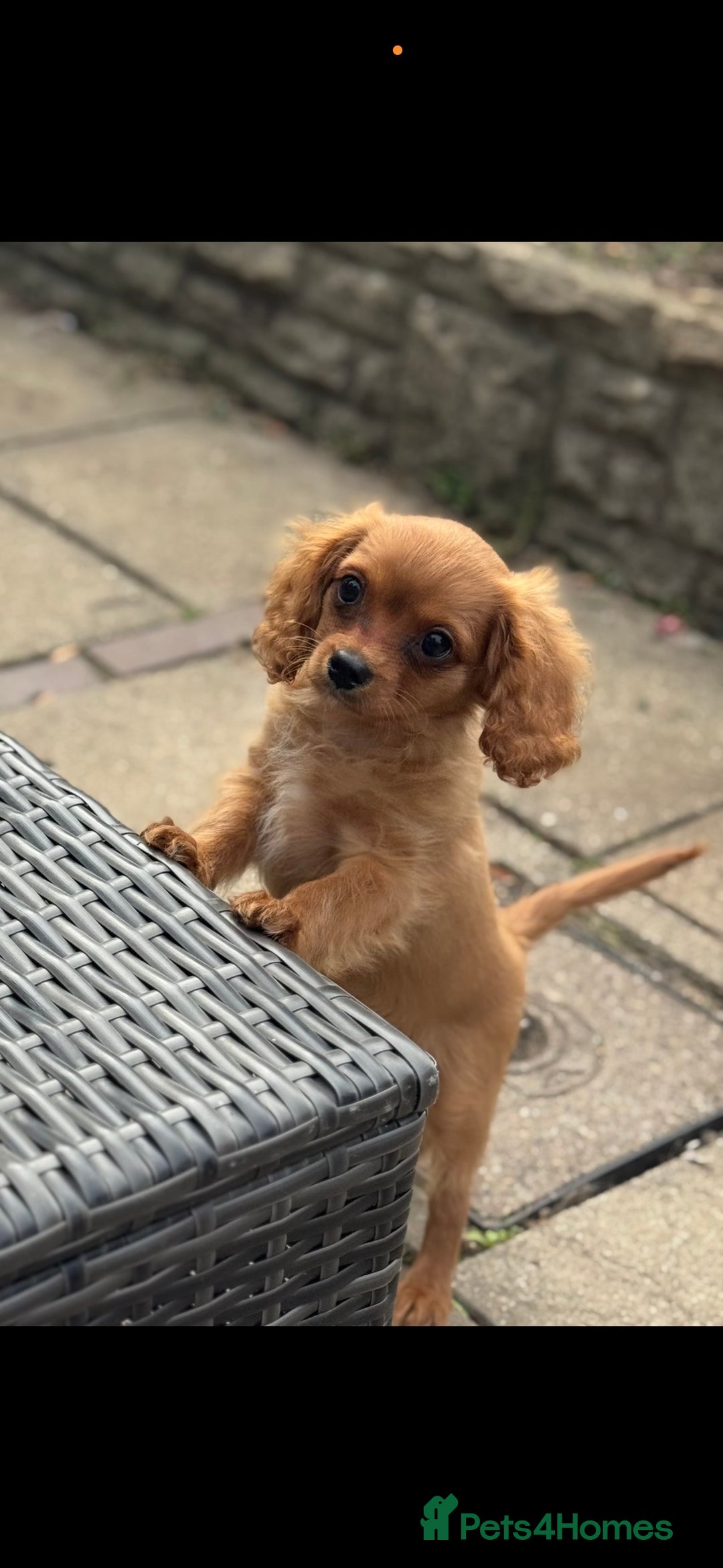 Cavapoochon dogs for sale: Cavapoochon boy  - Image 6