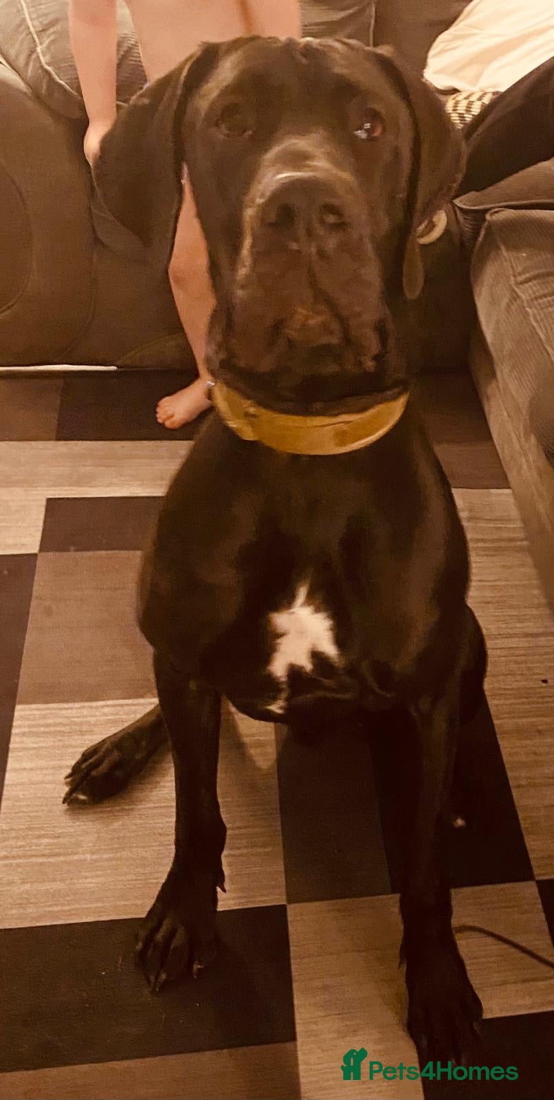 Great Dane dogs Male Great Dane 14 months old  - Advert 15