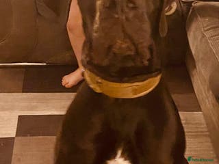 Great Dane dogs Male Great Dane 14 months old - Advert 15