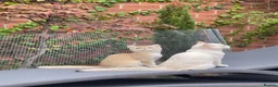 Scottish Fold cats for sale: PUREBRED GOLDEN CHINCHILLA SCOTTISH FOLD KITTENS  in Basildon - Advert 1