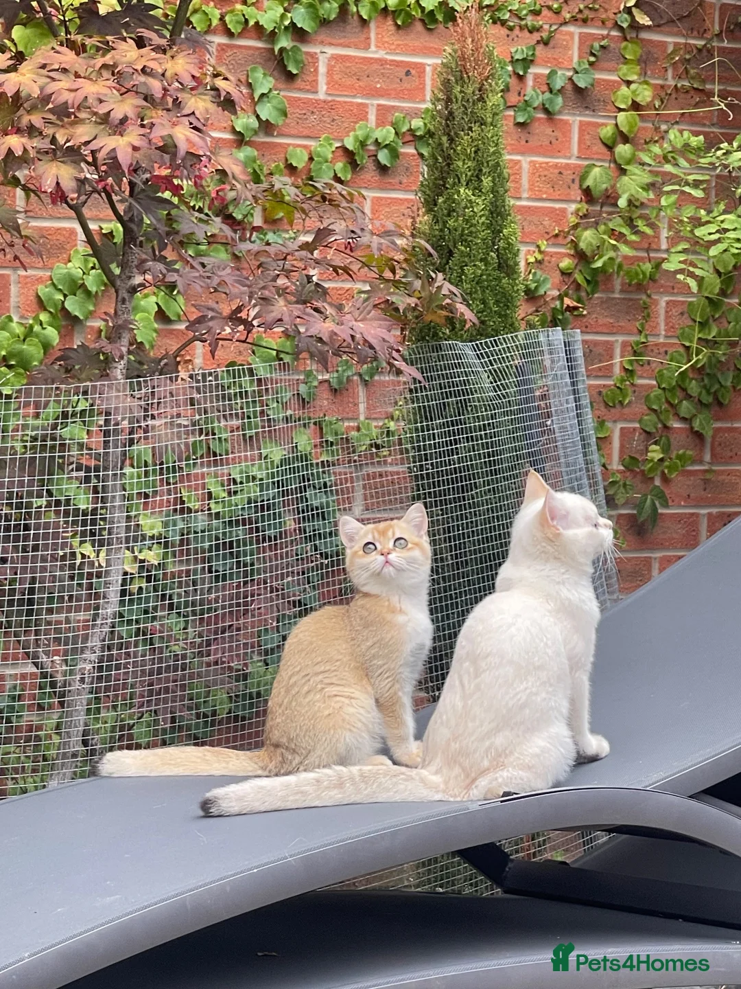 Scottish Fold cats for sale: PUREBRED GOLDEN CHINCHILLA SCOTTISH FOLD KITTENS  in Basildon - Advert 1