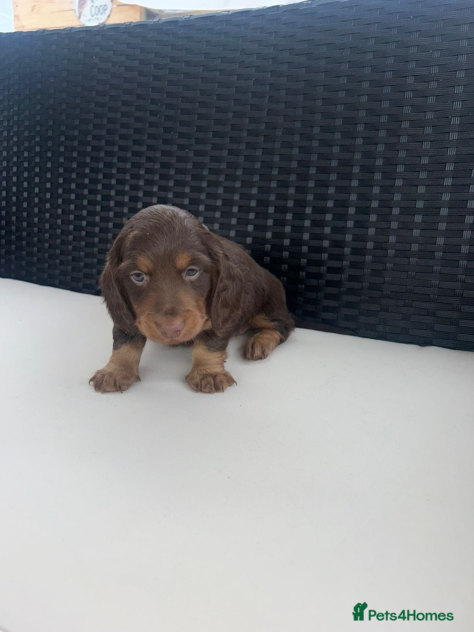 Miniature Dachshund dogs Miniature Dachshund Puppy Last Girl - Advert 17