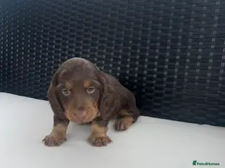 Miniature Dachshund dogs Miniature Dachshund Puppy Last Girl - Advert 17