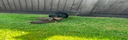 Miniature Dachshund dogs for sale: Miniature dachshunds in Wells - Advert 13