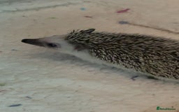 Pygmy Hedgehog rodents for sale: Pygmy Hedgehog’s For Sale  - Advert 3