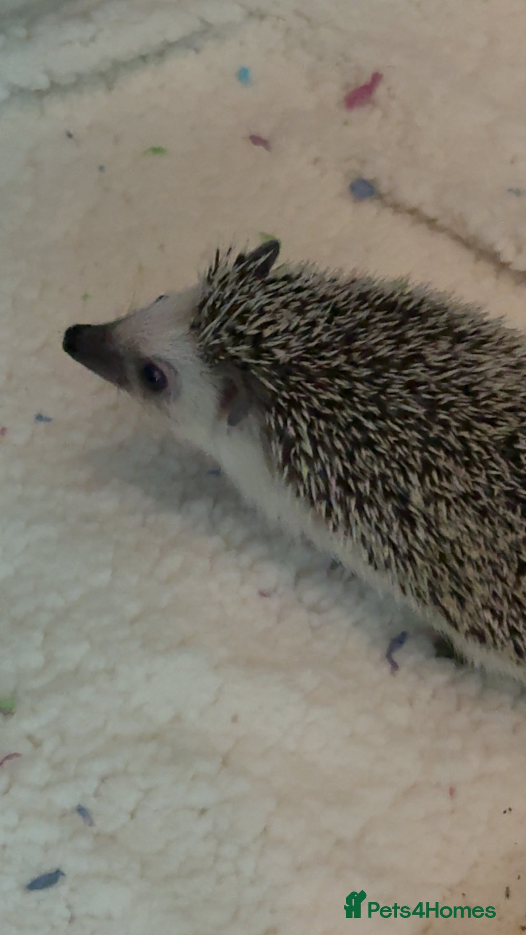 Pygmy Hedgehog rodents for sale: Pygmy Hedgehog’s For Sale  - Advert 3