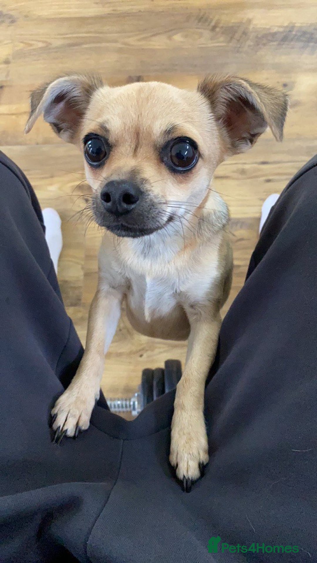Chihuahua dogs for sale: Leila - Image 4