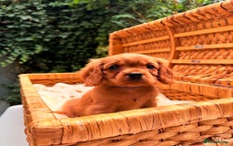 Cavalier King Charles Spaniel dogs for sale: Quality KC Health Tested Ruby CKCS Pups For  Sale - Image 27
