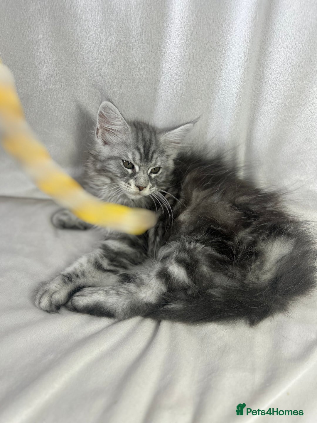 Maine Coon cats for sale: TICA REGISTERD MAINCOON KITTEN’S ⭐️ - Image 16