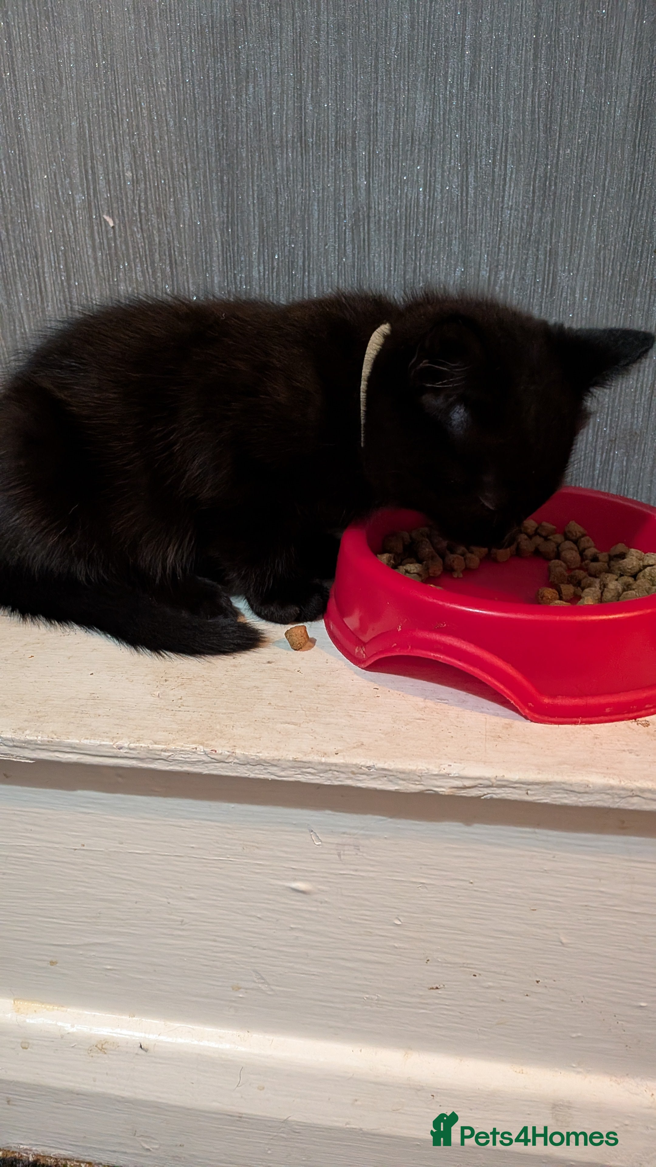 Mixed Breed cats for sale: 9 week old Black/brown tabby kittens - Advert 4