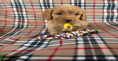 Cockapoo dogs - Advert 1