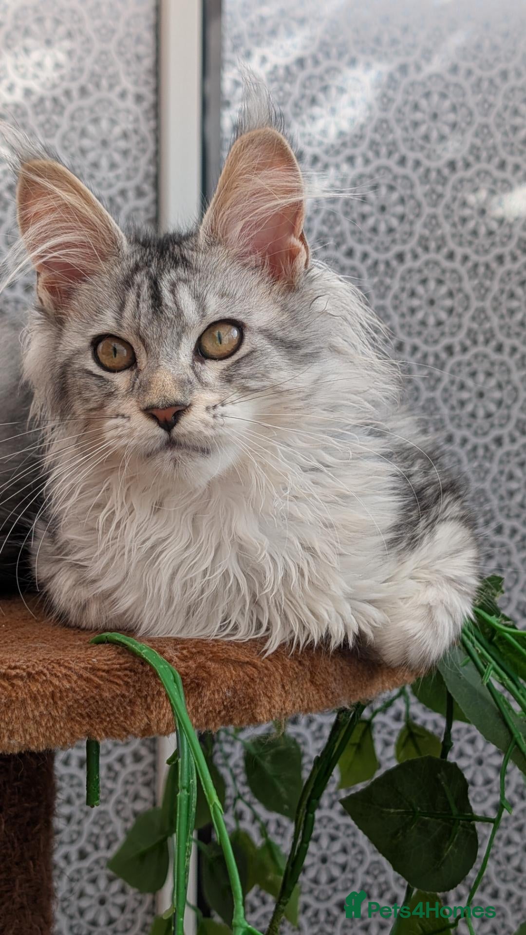 Maine Coon cats Stunning Tica registered Maine coon girls - Advert 15