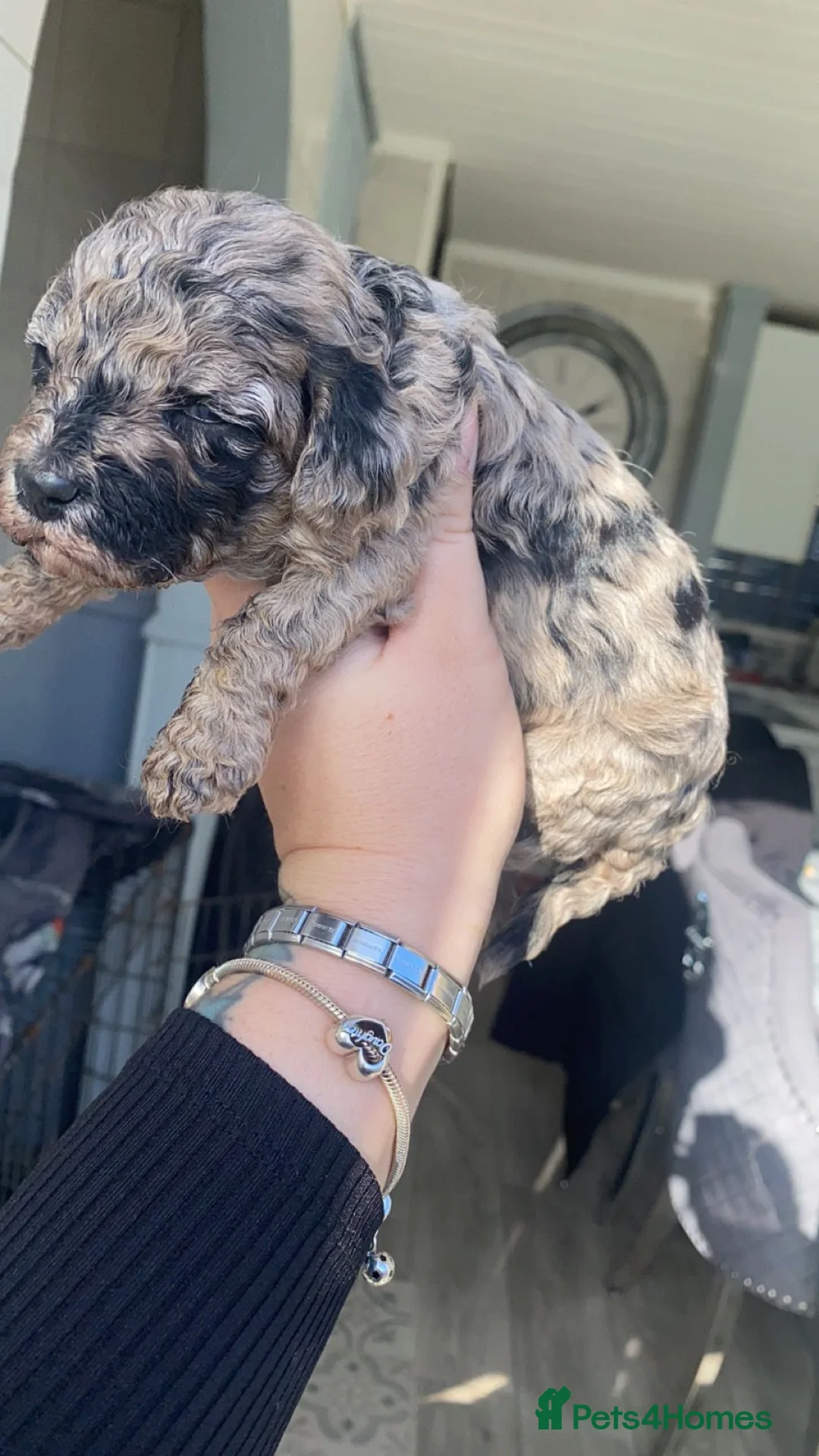 Cockapoo dogs for stud: MERLE F1b MINIATURE COCKAPOO at stud in Rowlands Gill - Advert 19