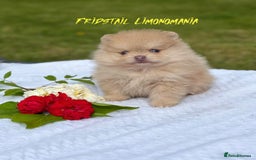 Pomeranian dogs for stud: Solid Lilac Tiny 1.8kg Stud Dog DNA health tested in Rotherham - Image 33