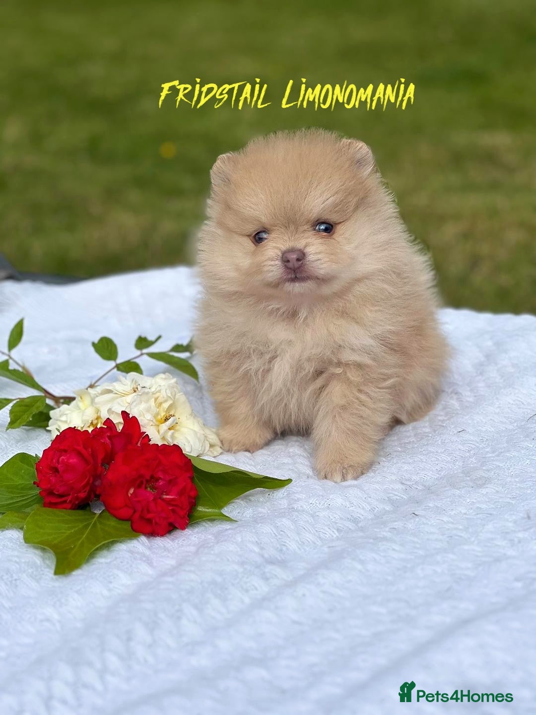 Pomeranian dogs for stud: Solid Lilac Tiny 1.8kg Stud Dog DNA health tested in Rotherham - Image 33