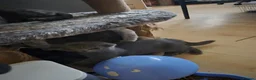 British Shorthair cats for sale: British shorthhair kittens  - Advert 6