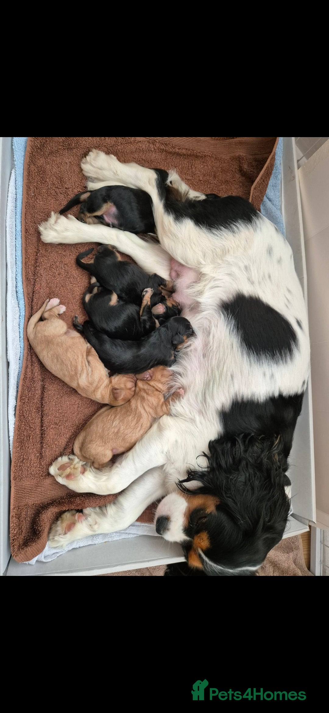 Cavalier King Charles Spaniel dogs for sale: King charles cavalier puppies - Image 7