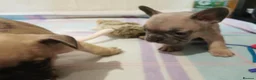 French Bulldog dogs for sale: Ms  **  KRASTA  - Advert 2