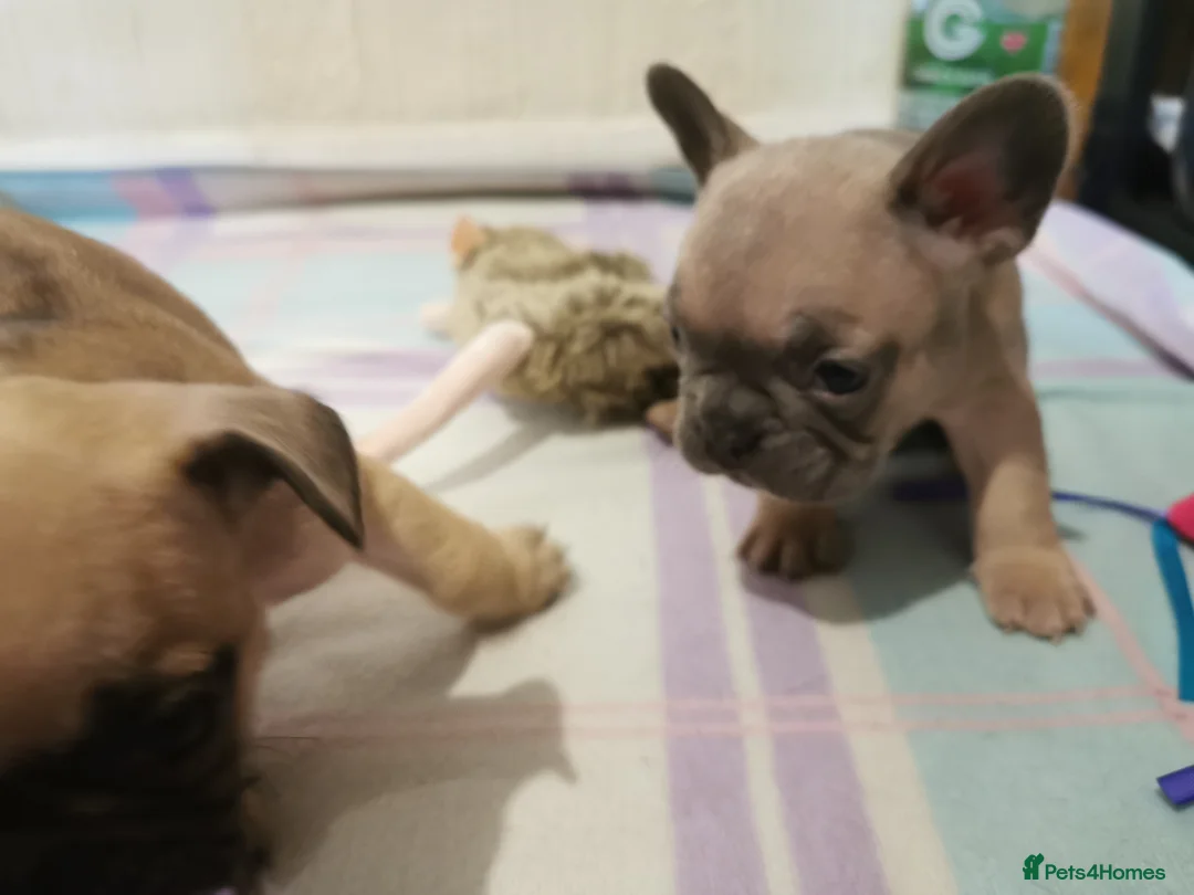 French Bulldog dogs for sale: Ms  **  KRASTA  - Advert 2