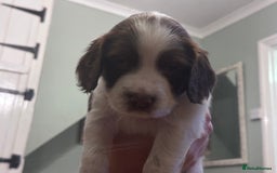English Springer Spaniel dogs for sale: English working Springer Spaniel puppies for sale  - Image 2