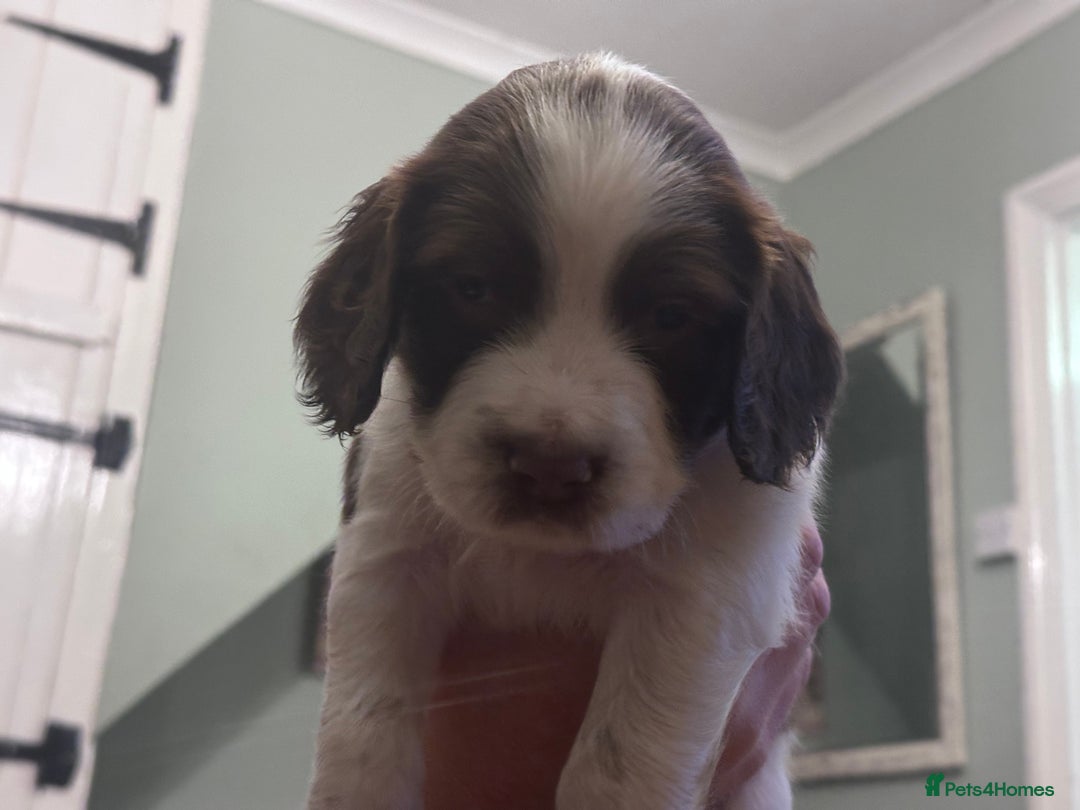 English Springer Spaniel dogs for sale: English working Springer Spaniel puppies for sale  - Image 2