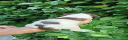 English Springer Spaniel dogs for sale: KC Registered English Springer Spaniels  - Advert 26