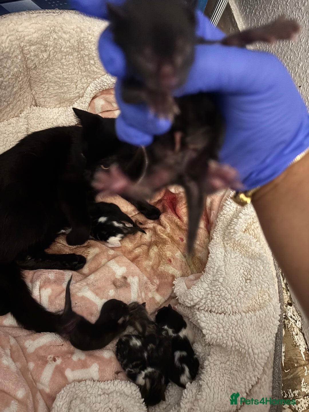 Domestic Shorthair cats for sale: Beautiful Newborn Ready for Homes in 8 Weeks 🐾 - Image 5
