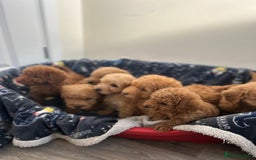 Cockapoo dogs for sale: 8 weeks old beautiful Cockapoo puppies  - Image 25