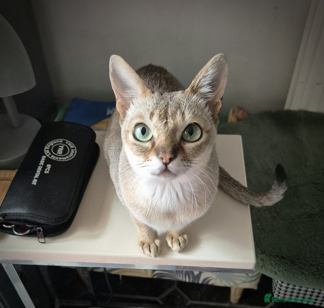 Singapura cats for sale: ⚜️TICA registered Singapura kittens  - Advert 5