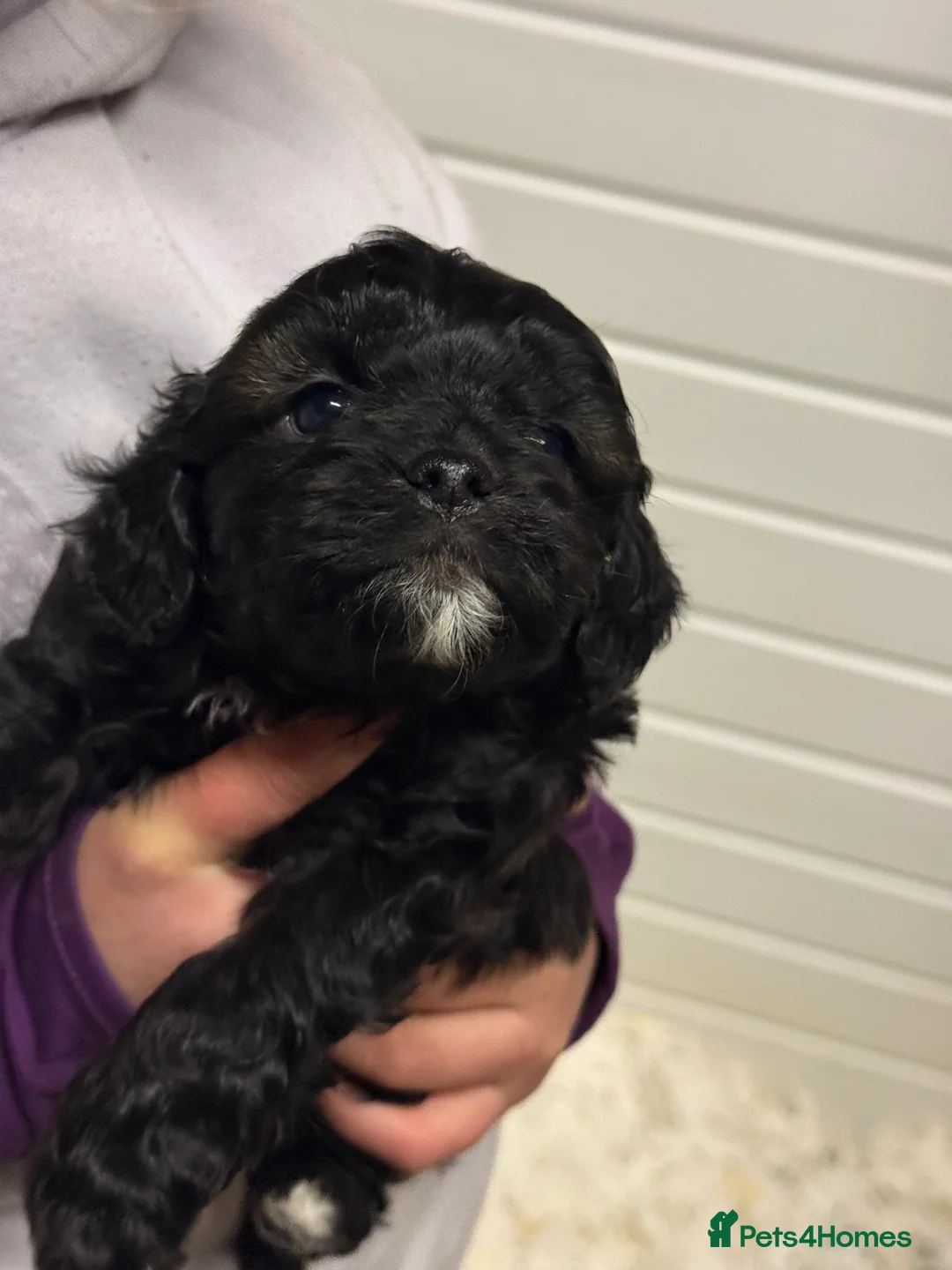 Cavapoo dogs for sale: Ready Now Stunning F1 Cavapoo boy - Advert 14