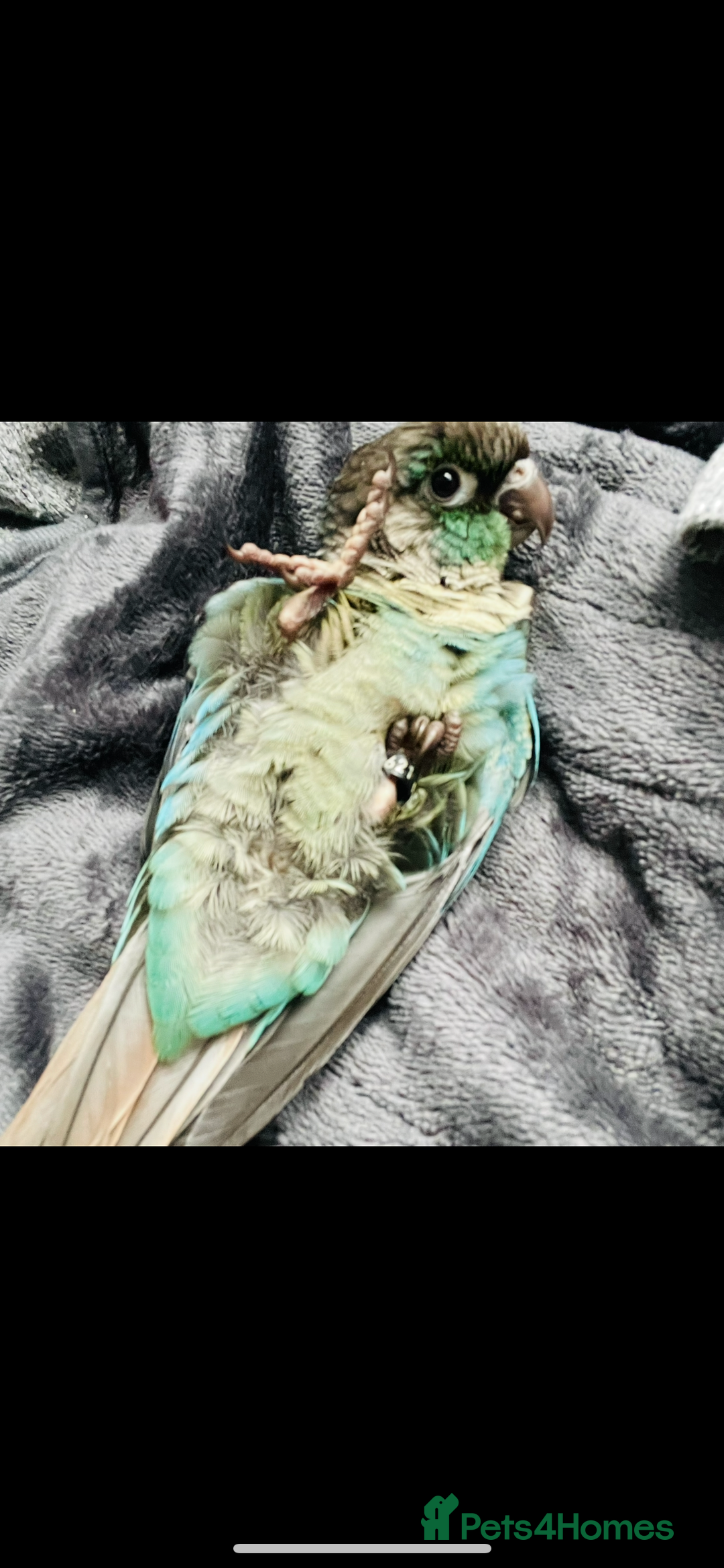 Conures birds for sale: Handtame 2 bonded conures - Image 12