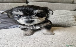 Morkie dogs for sale: 🐶 Adorable Morkie Puppies 🐶 - Image 18