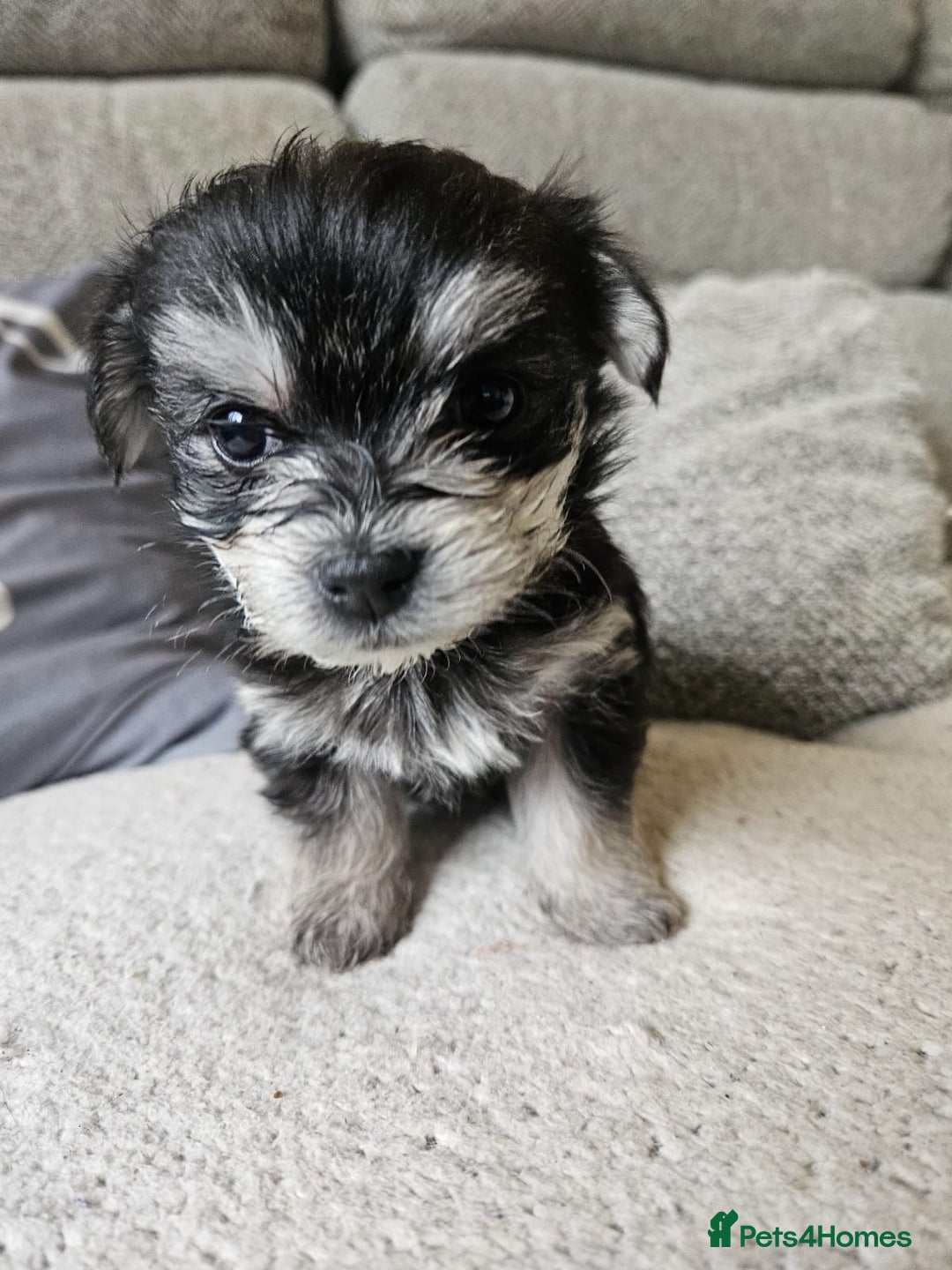 Morkie dogs for sale: 🐶 Adorable Morkie Puppies 🐶 - Image 18