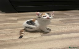 Mixed Breed cats for sale: Adorable Half-Manx Kittens 🐾 - Image 11