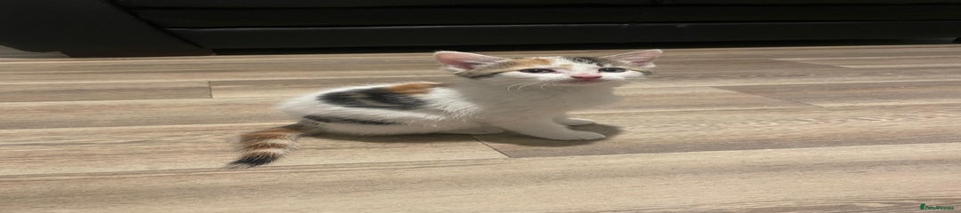 Female Kitten 1