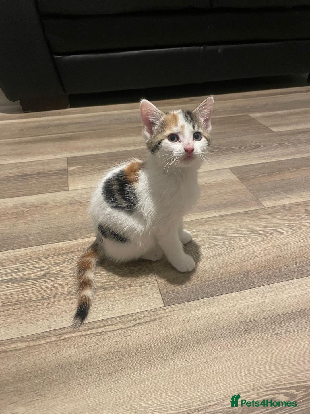 Mixed Breed cats for sale: Adorable Half-Manx Kittens 🐾 - Image 11