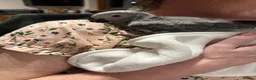 Parrots birds for sale: Hand reared Congo African grey  - Advert 3