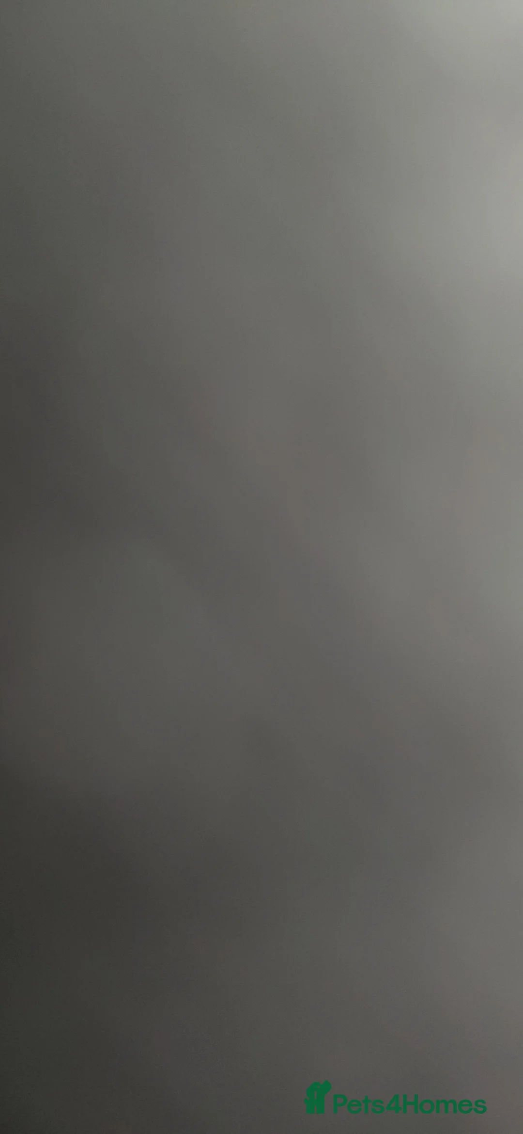 Cane Corso dogs for sale: Roxi  - Advert 1