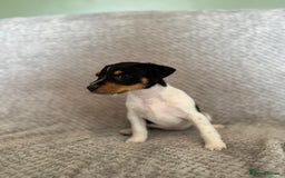 Jack Russell dogs for sale: Stunning tri coloured Jack Russel girl available  - Image 2