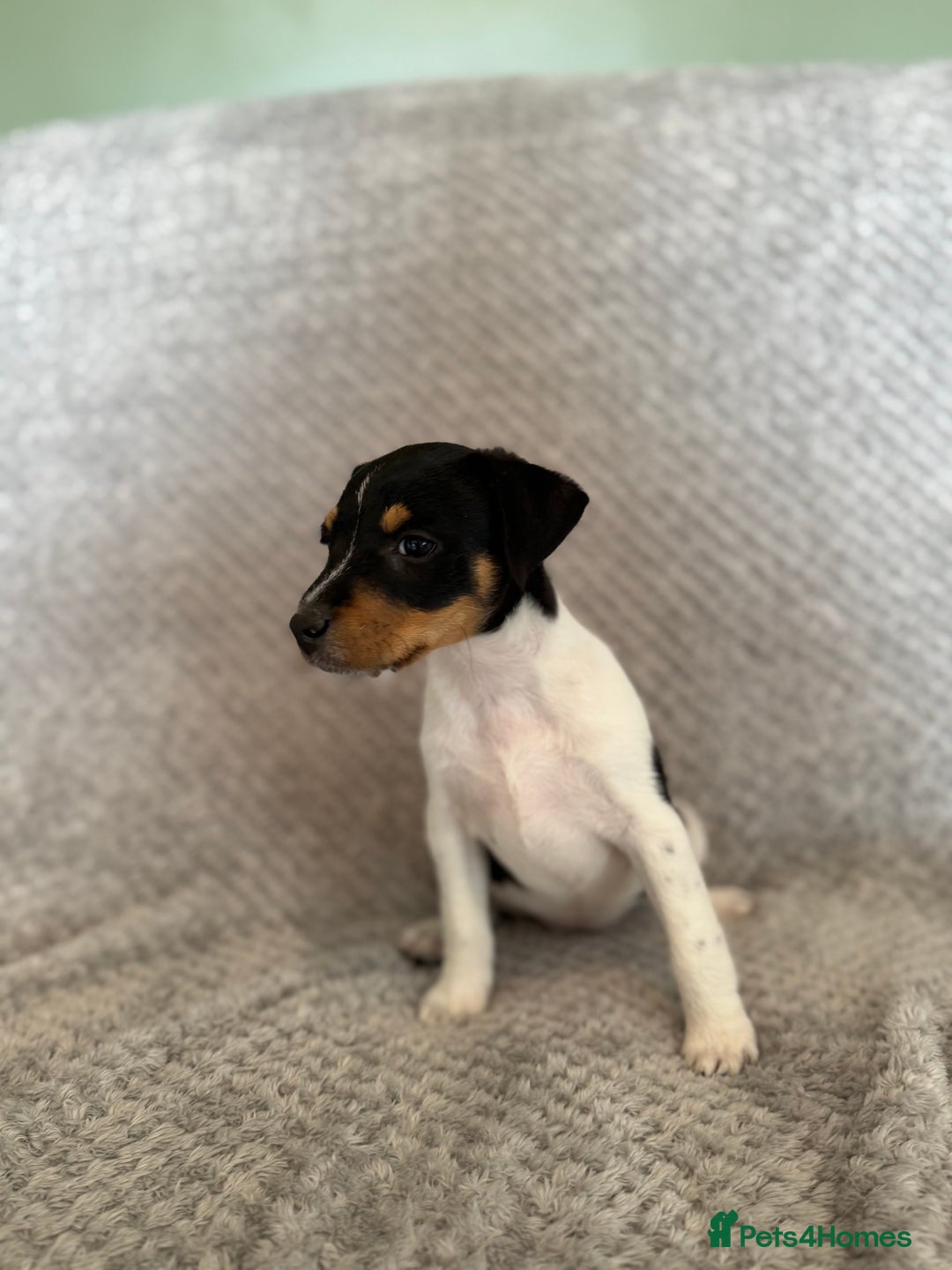 Jack Russell dogs for sale: Stunning tri coloured Jack Russel girl available  - Image 2