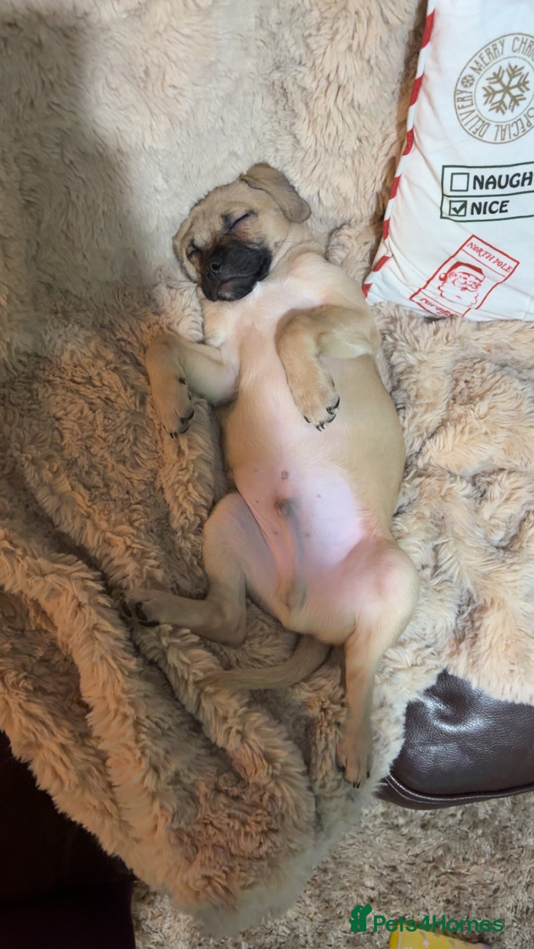 Mixed Breed dogs for sale: Cavapooxfrug  - Advert 4