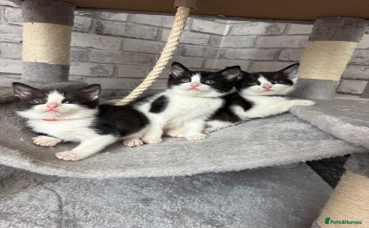 Domestic Shorthair cats - Advert 17