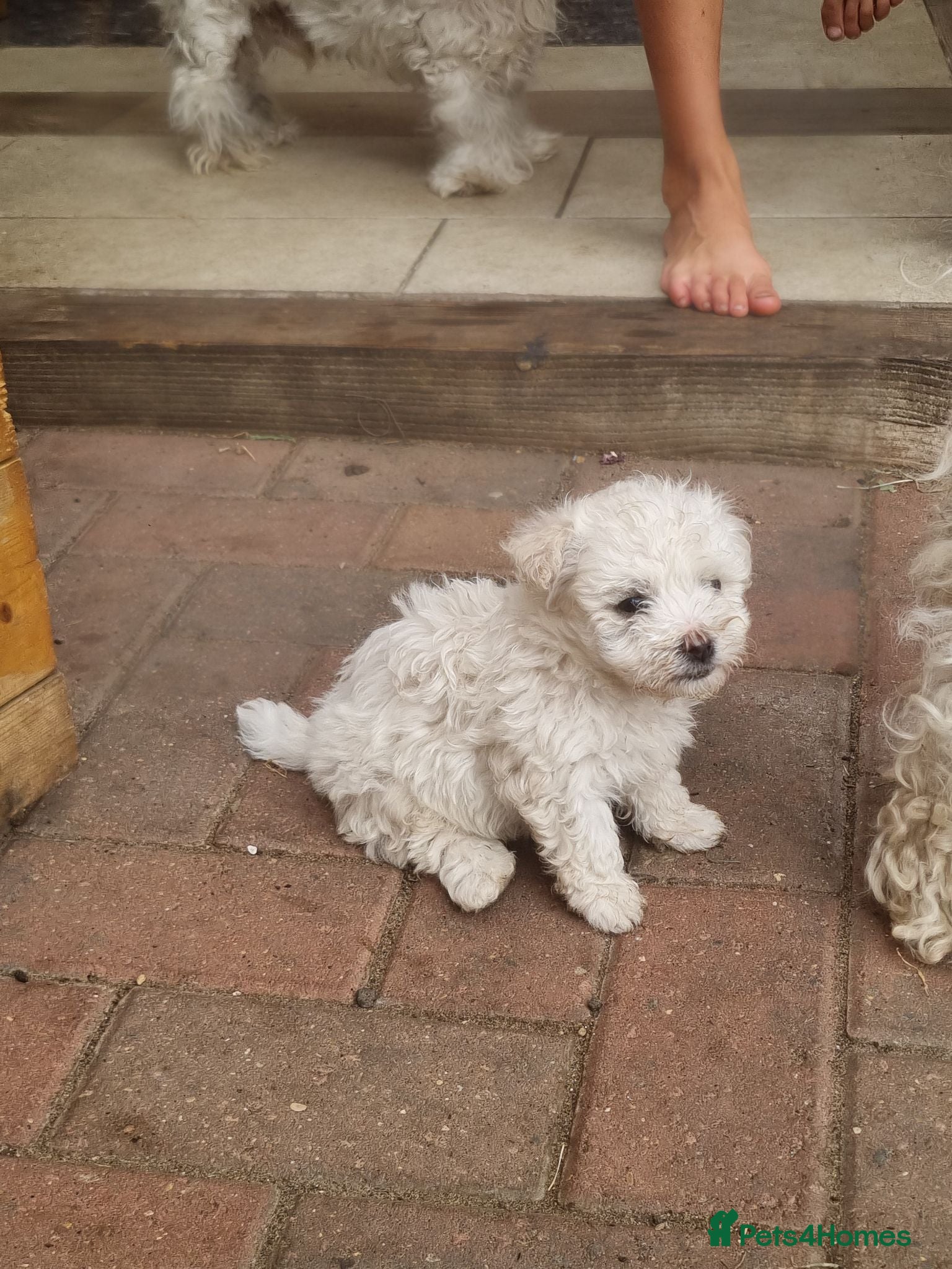 Mixed Breed dogs Bichone Frise 3 boys one girl  - Advert 2