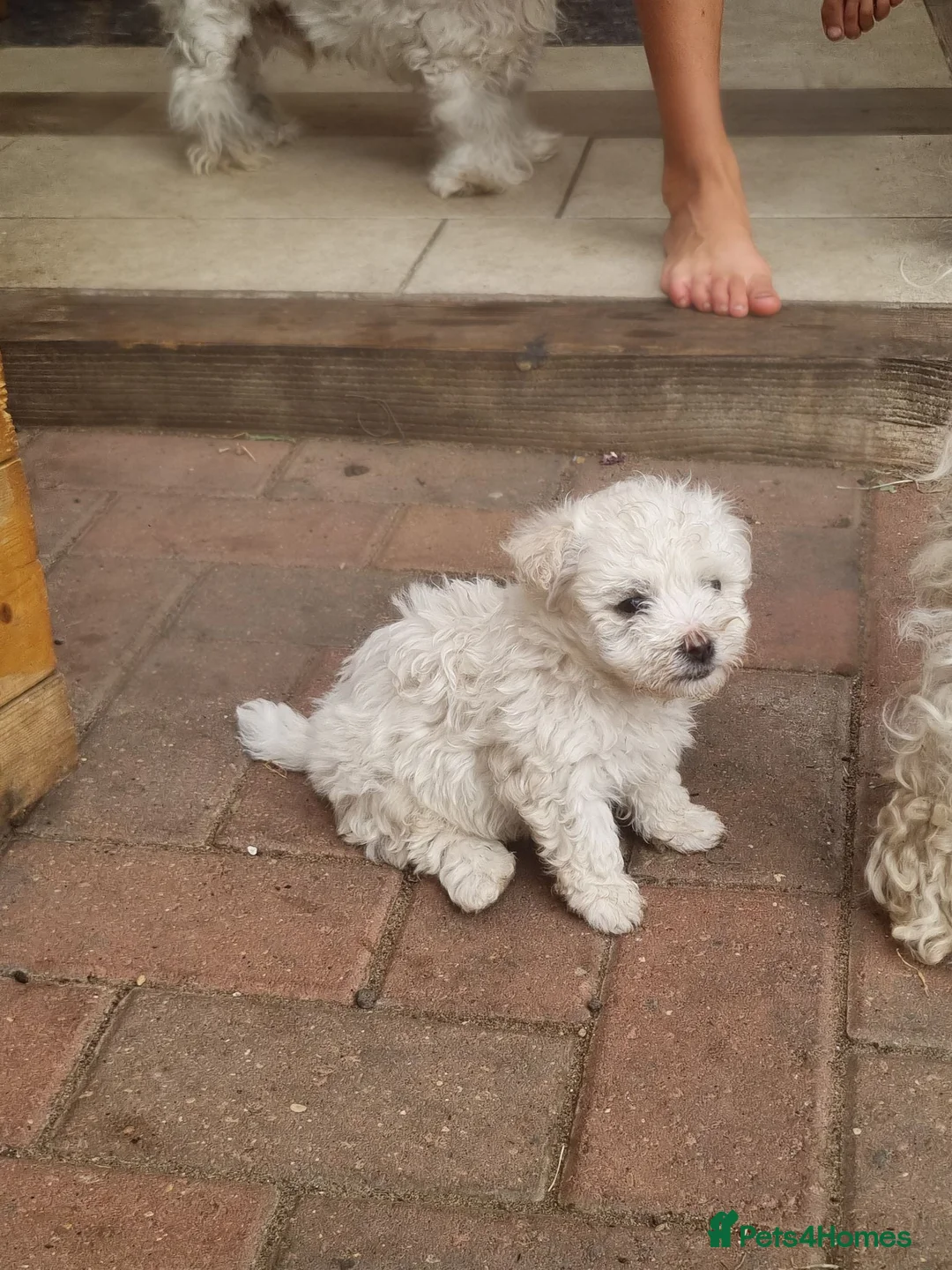 Mixed Breed dogs for sale: Bichone Frise 3 boys one girl  - Advert 2